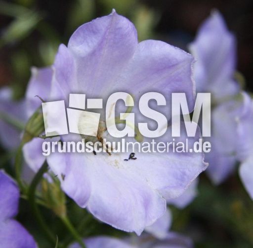 Storchschnabel-007.jpg